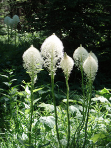bear grass
