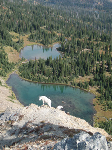 mountain goat